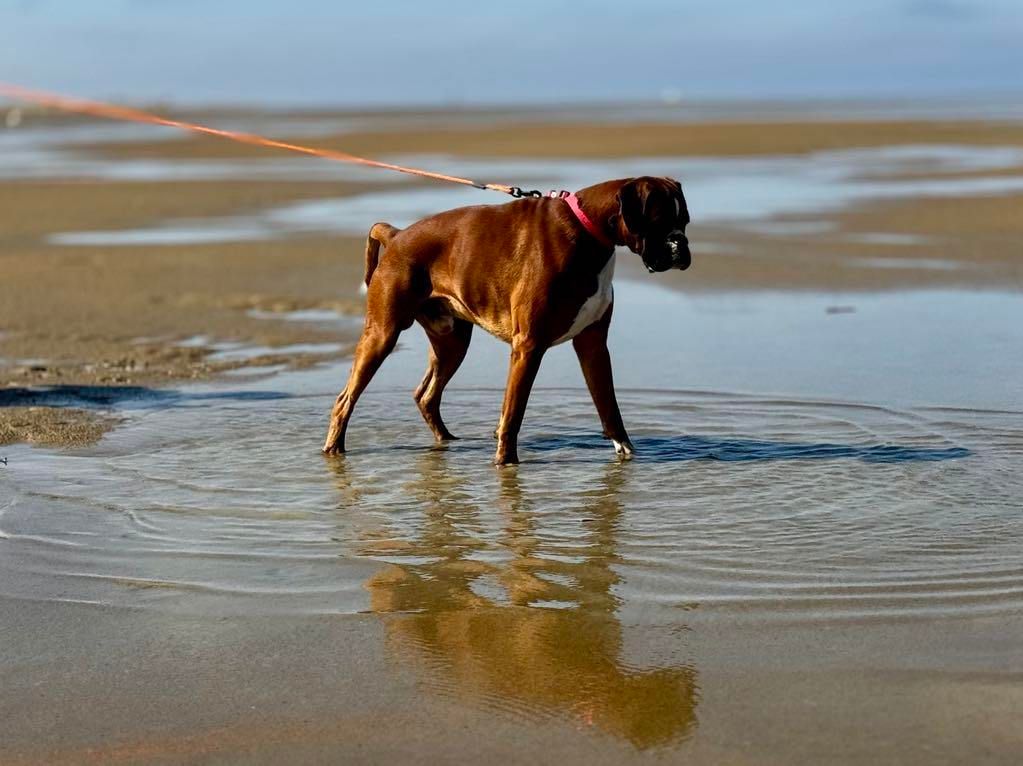 Les Boxer de l'affixe Du Domaine Da Conceiçao