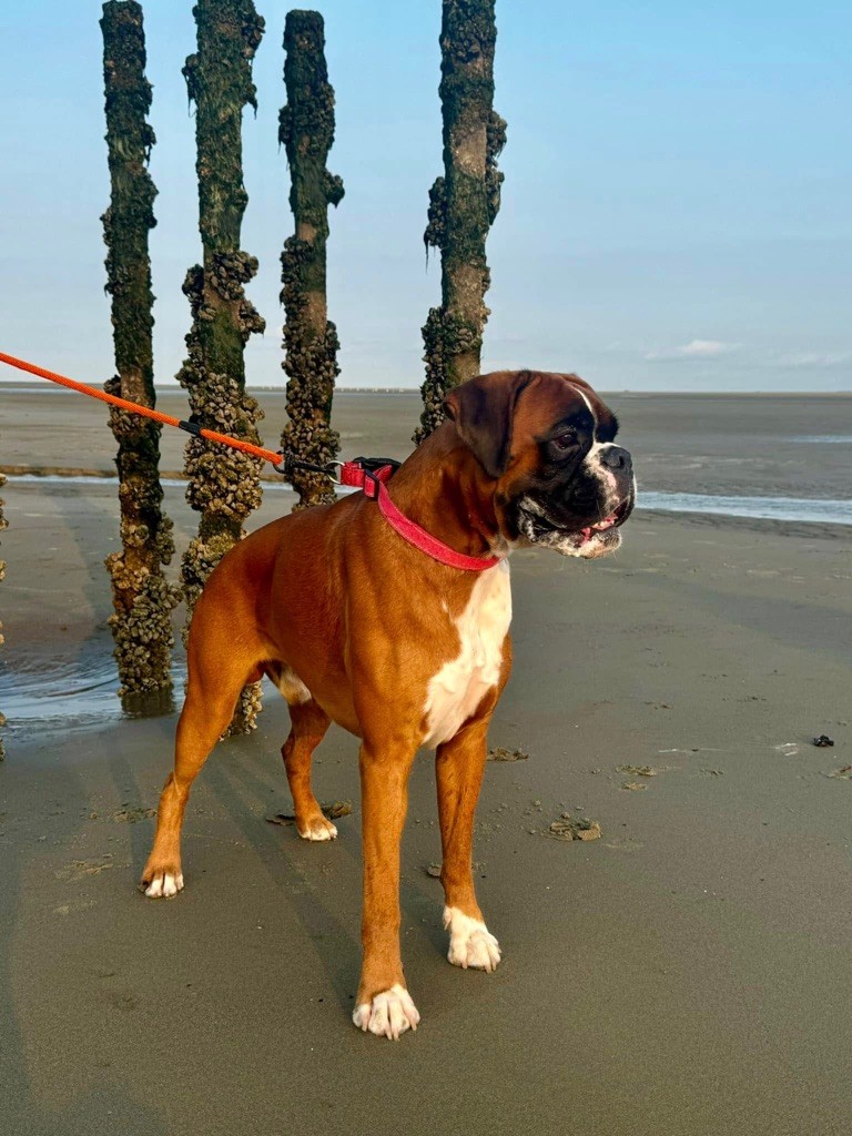 Teck des vents de mer