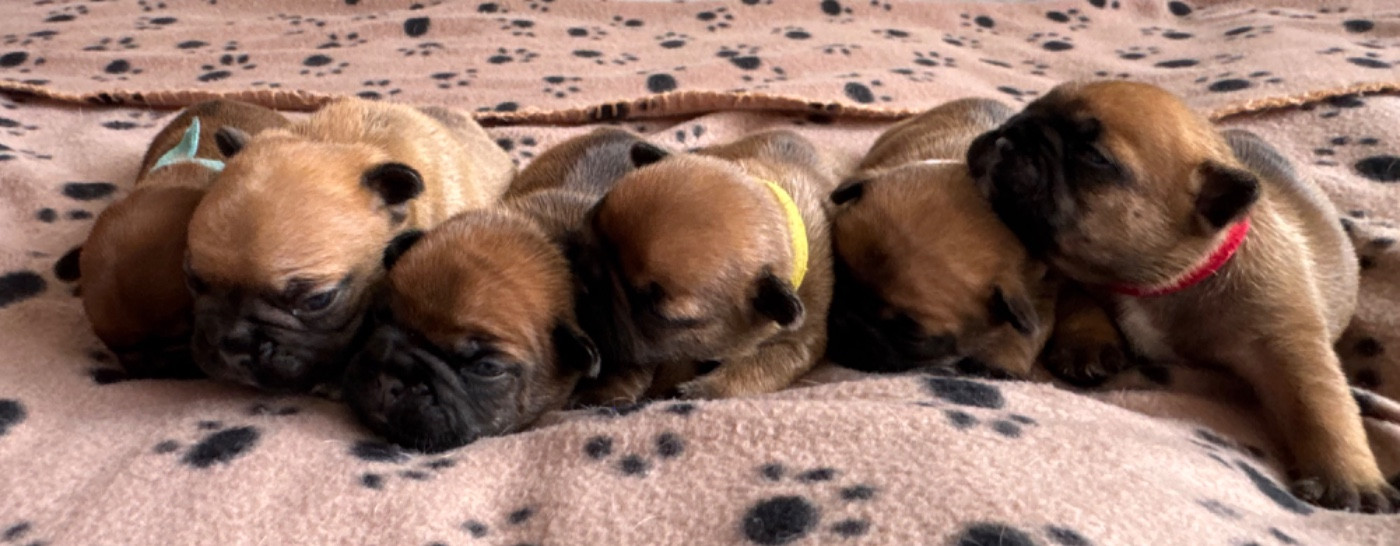 🐾 Naissance de notre portée 20 juillet 2026