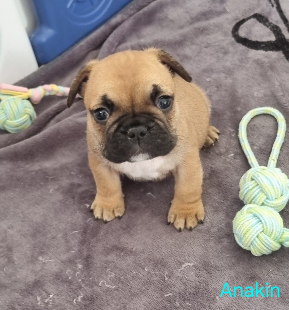 Du Domaine Da Conceiçao - Chiots disponibles - Bouledogue français