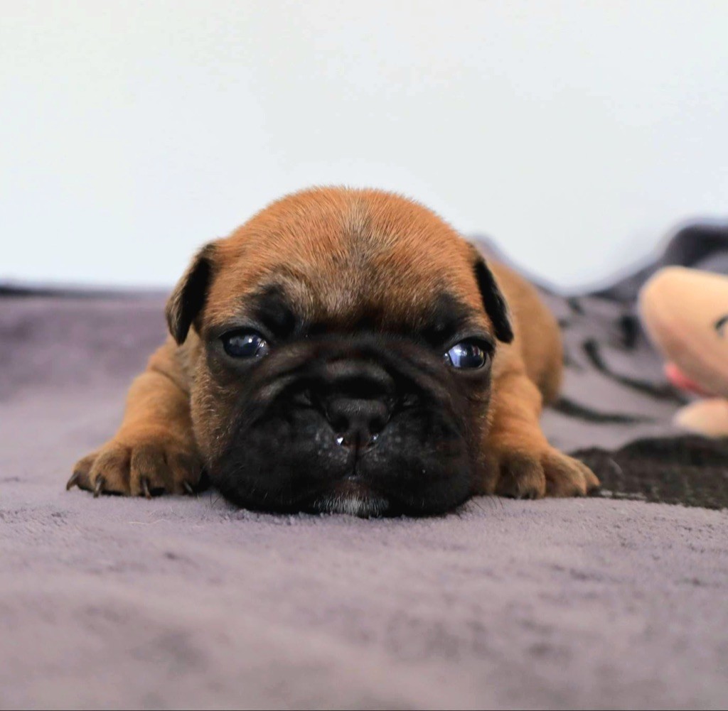 Du Domaine Da Conceiçao - Chiots disponibles - Bouledogue français