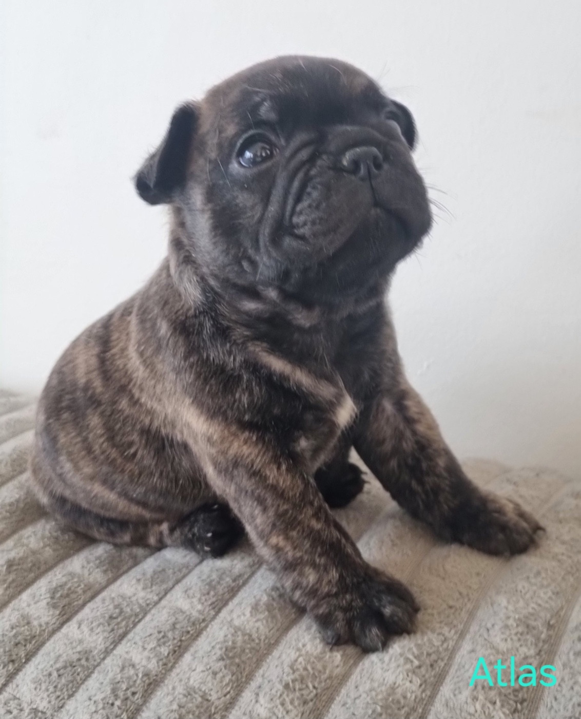 Du Domaine Da Conceiçao - Chiots disponibles - Bouledogue français