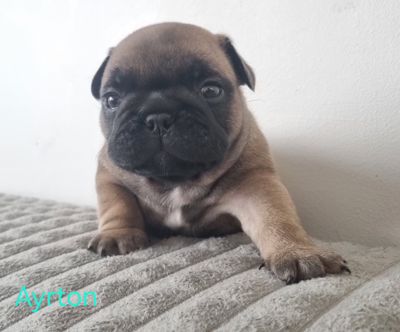 Du Domaine Da Conceiçao - Chiots disponibles - Bouledogue français