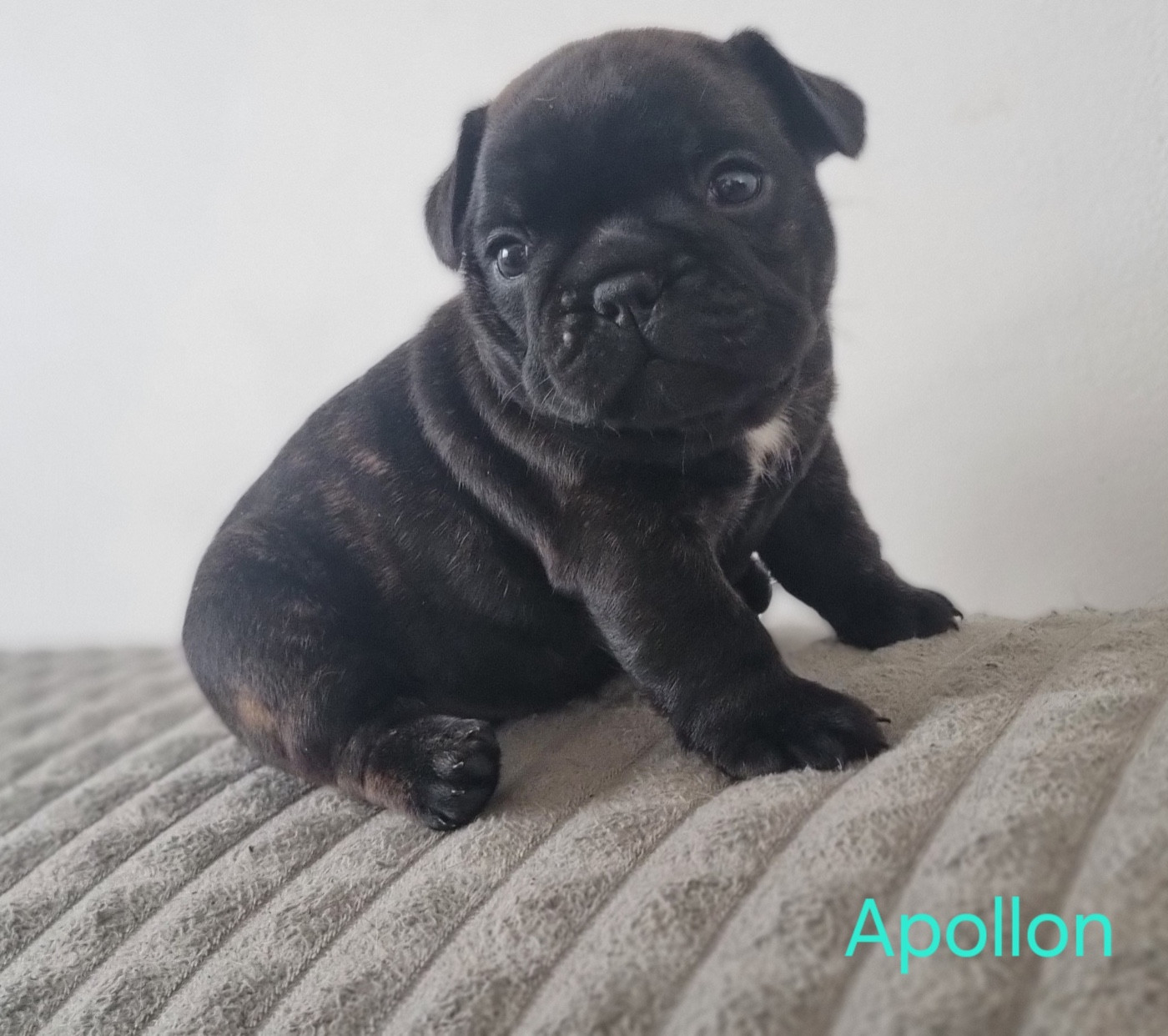 Du Domaine Da Conceiçao - Chiots disponibles - Bouledogue français