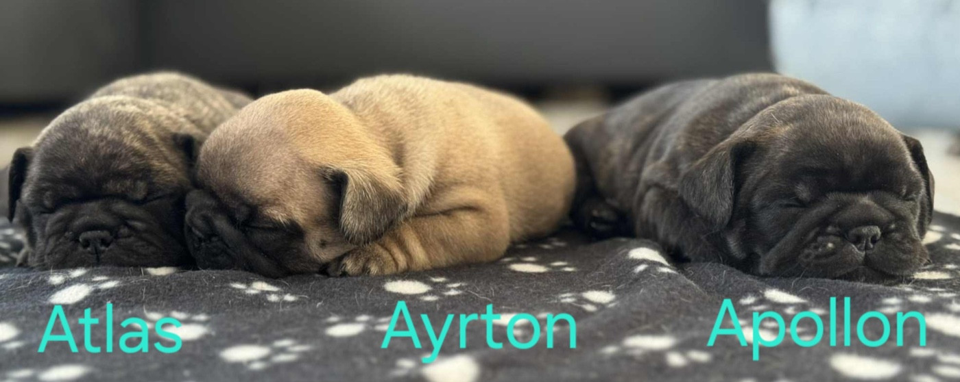 Chiot Bouledogue français Du Domaine Da Conceiçao