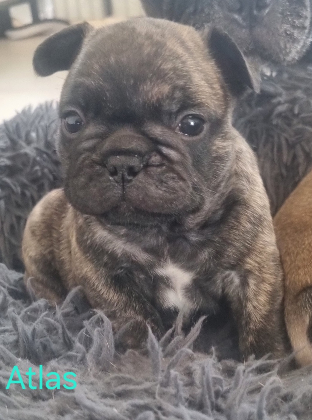 Du Domaine Da Conceiçao - Chiots disponibles - Bouledogue français