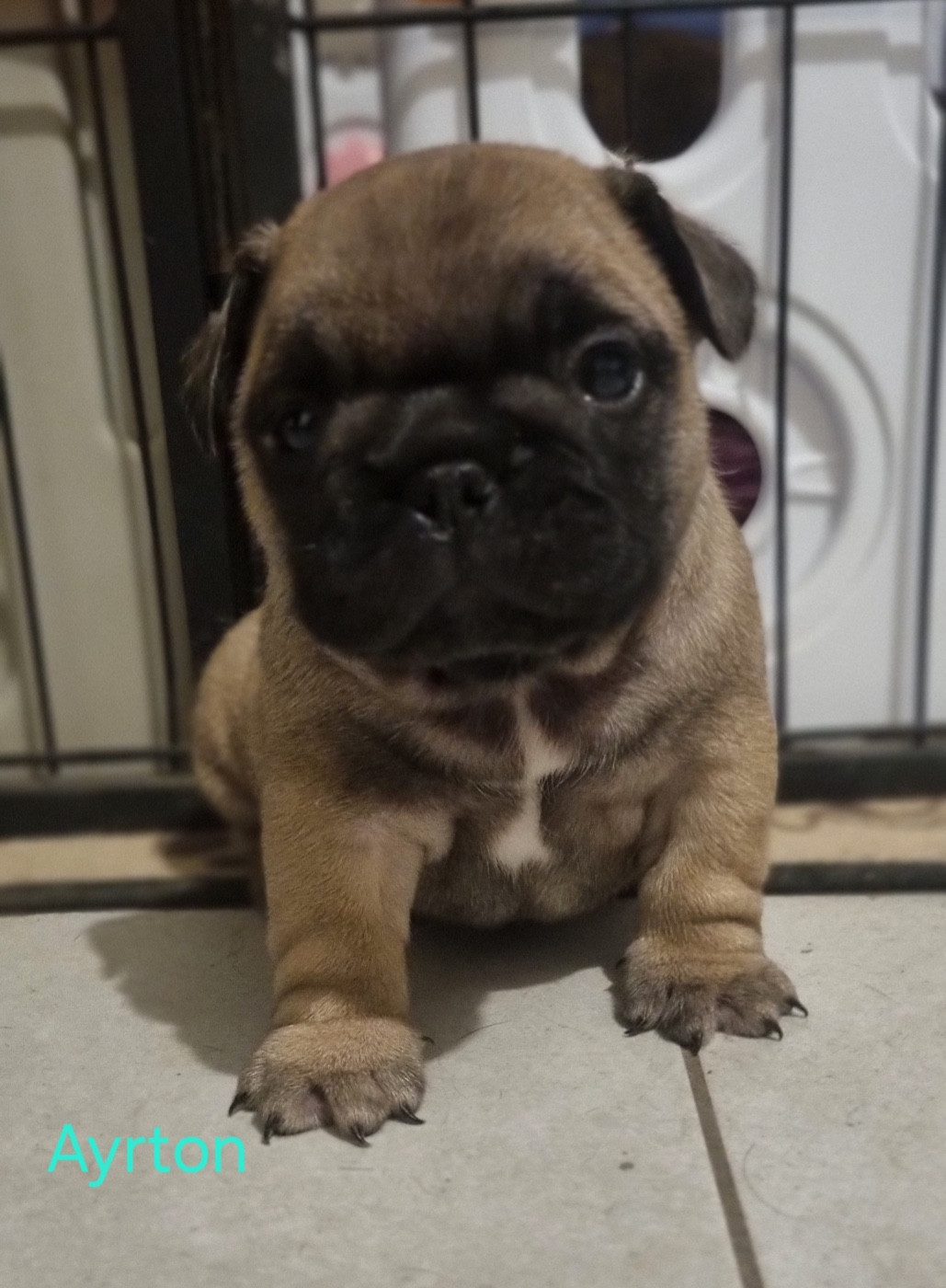 Du Domaine Da Conceiçao - Chiots disponibles - Bouledogue français