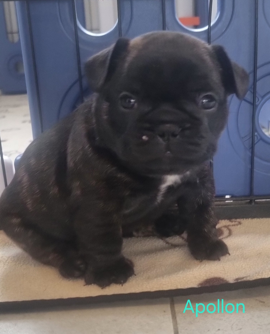 Du Domaine Da Conceiçao - Chiots disponibles - Bouledogue français