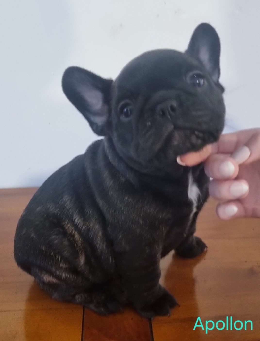 Du Domaine Da Conceiçao - Chiots disponibles - Bouledogue français