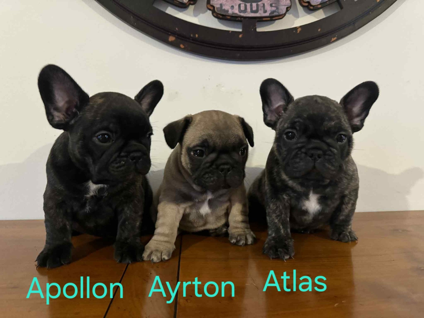 Chiot Bouledogue français Du Domaine Da Conceiçao