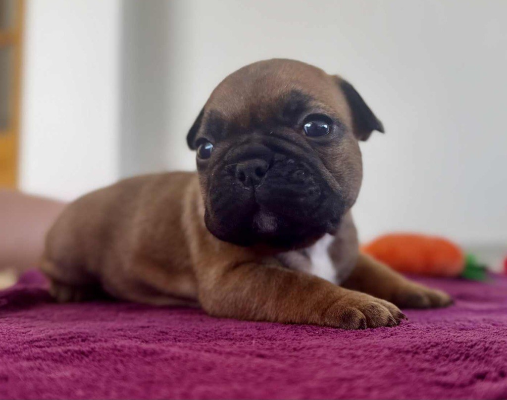 Du Domaine Da Conceiçao - Chiots disponibles - Bouledogue français