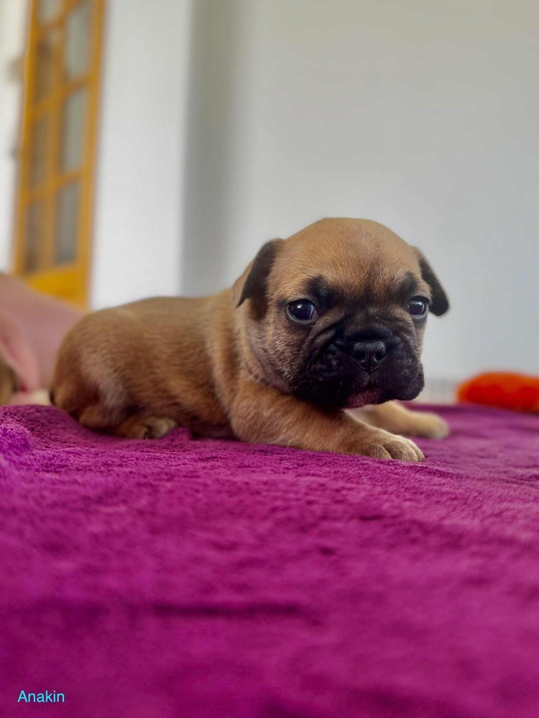 Du Domaine Da Conceiçao - Chiots disponibles - Bouledogue français